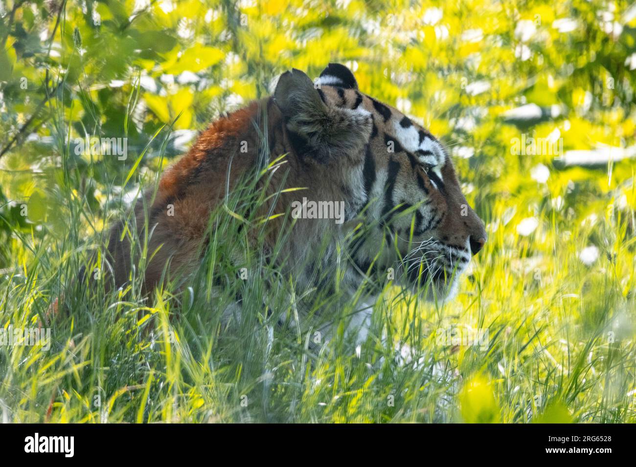 female amur tiger laying in the grass Stock Photo