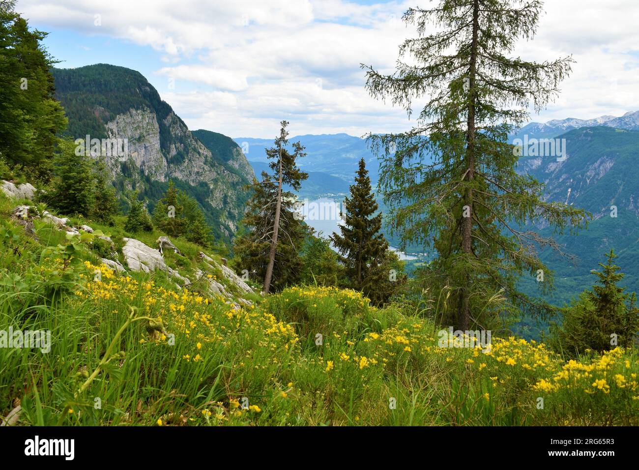Yellow Genista radiata flowers in the mountains of Julian alps and Triglav national park, Slovenia and Bohinj lake in the valley bellow Stock Photo