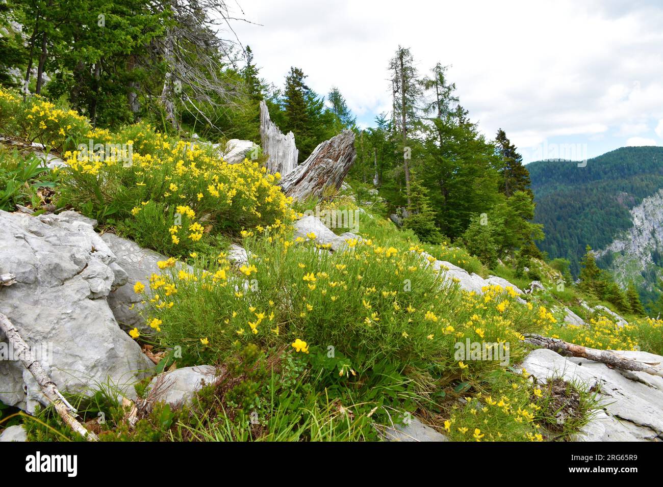 Yellow Genista radiata flowers growing in the mountains of Julian alps and Triglav national park, Slovenia Stock Photo