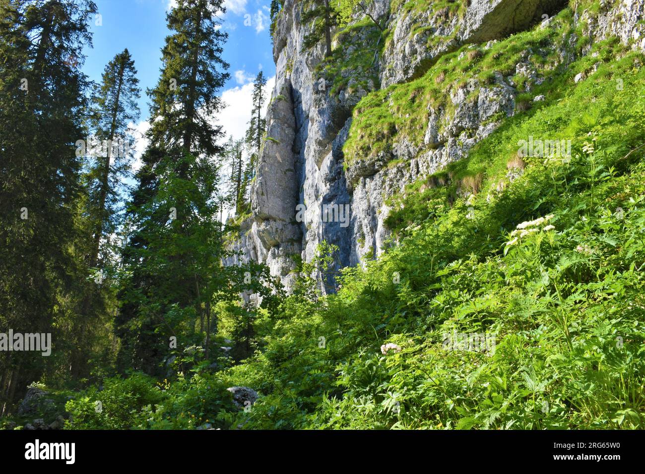 Alpine landscape with a meadow under a rock wall and spruce (Picea abies) trees in Julian alps and Triglav national park, Slovenia Stock Photo