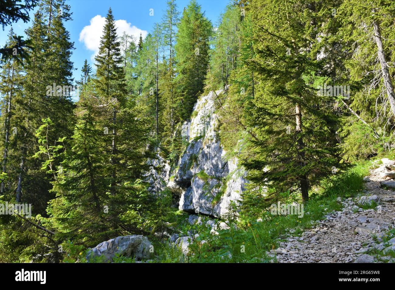 Rock wall in a spruce and larch forest in Julian alps and Triglav national park, Slovenia Stock Photo