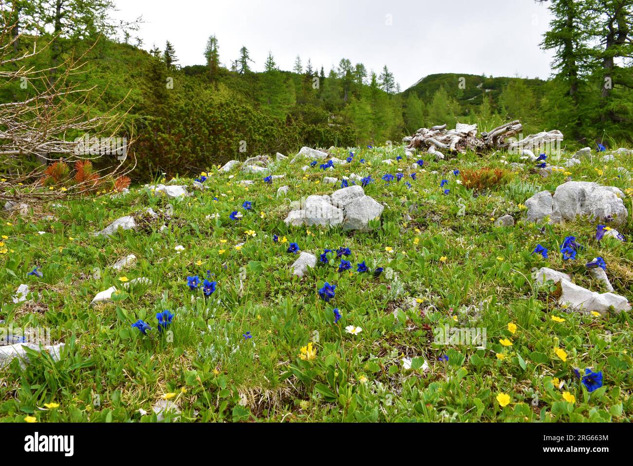 Alpine meadow with Clusius' gentian (Gentiana clusii) blue flowers with mugo pine and larch (Larix decidua) in Julian alps and Triglav national park, Stock Photo
