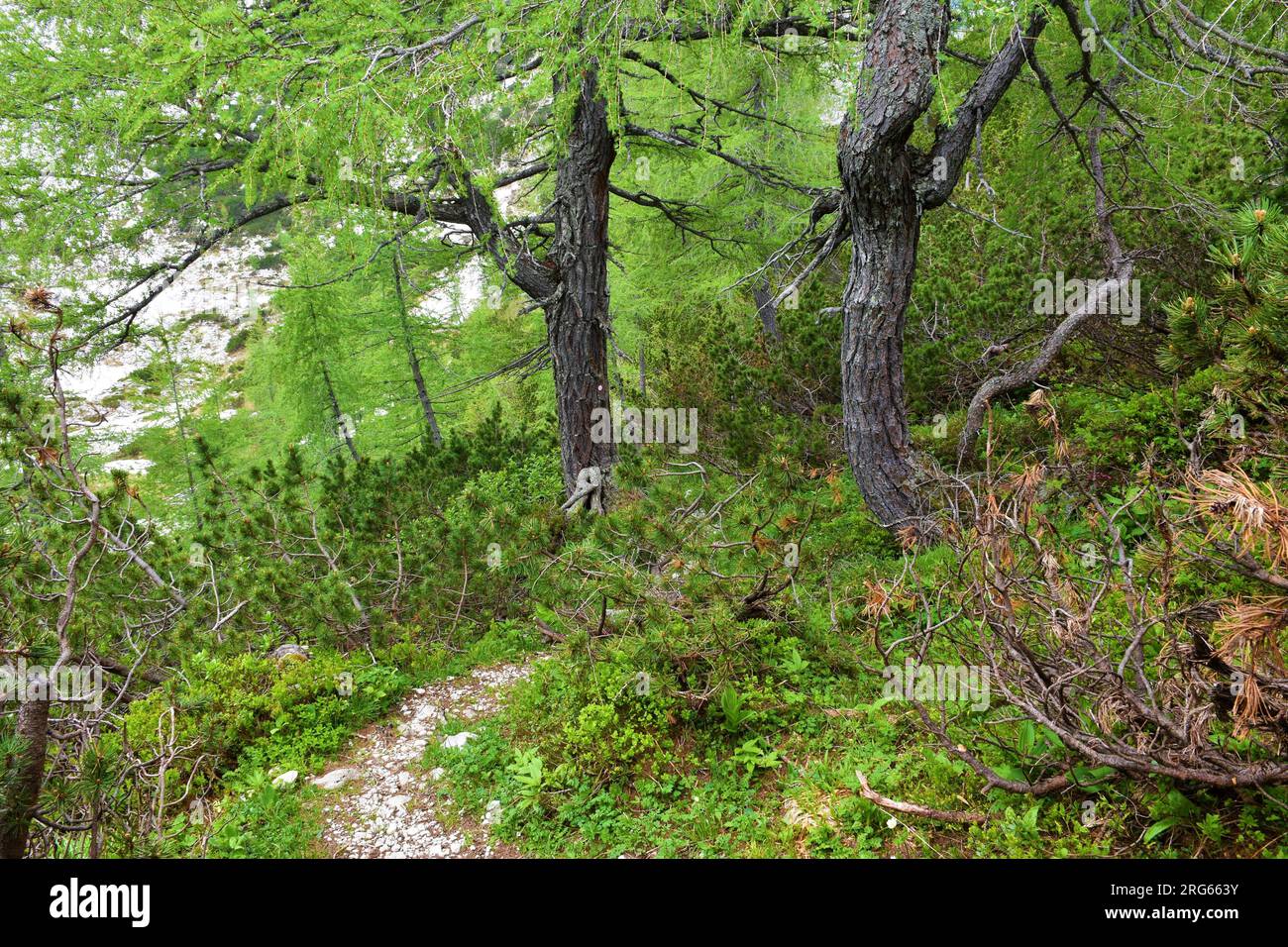 Hiking trail leading through a larch (Larix decidua) mountain forest above Pokljuka in Julian alps, Slovenia Stock Photo