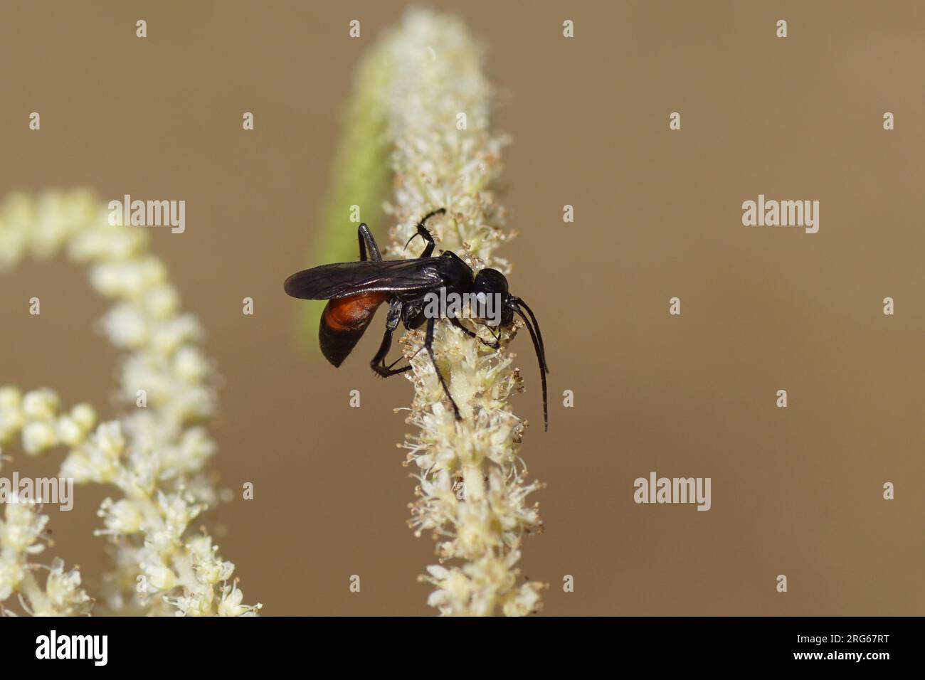 Spider wasp Anoplius infuscatus, family Pompilidae. On flowers of flowers of Goatsbeard (Aruncus dioicus). Rose family (Rosaceae). Dutch garden, June Stock Photo