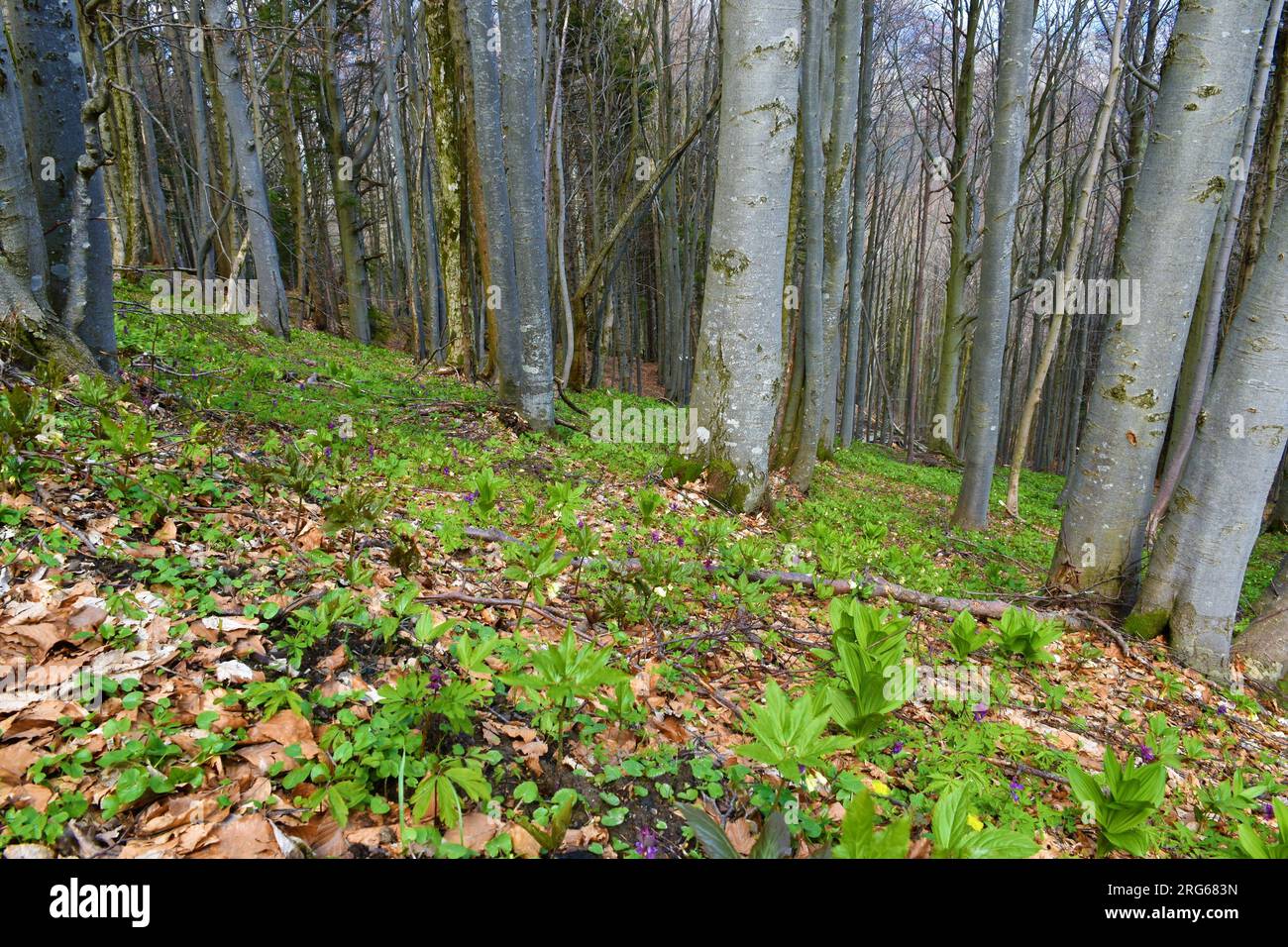 Beech forest in spring with Cardamine enneaphyllos plants covering the ground Stock Photo