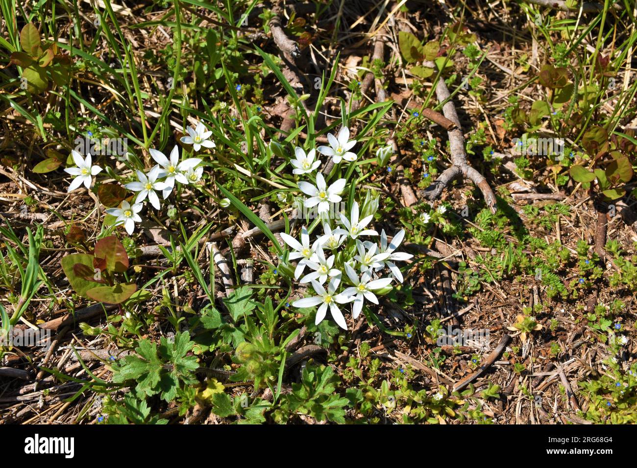 White blooming Ornithogalum divergens flowers Stock Photo
