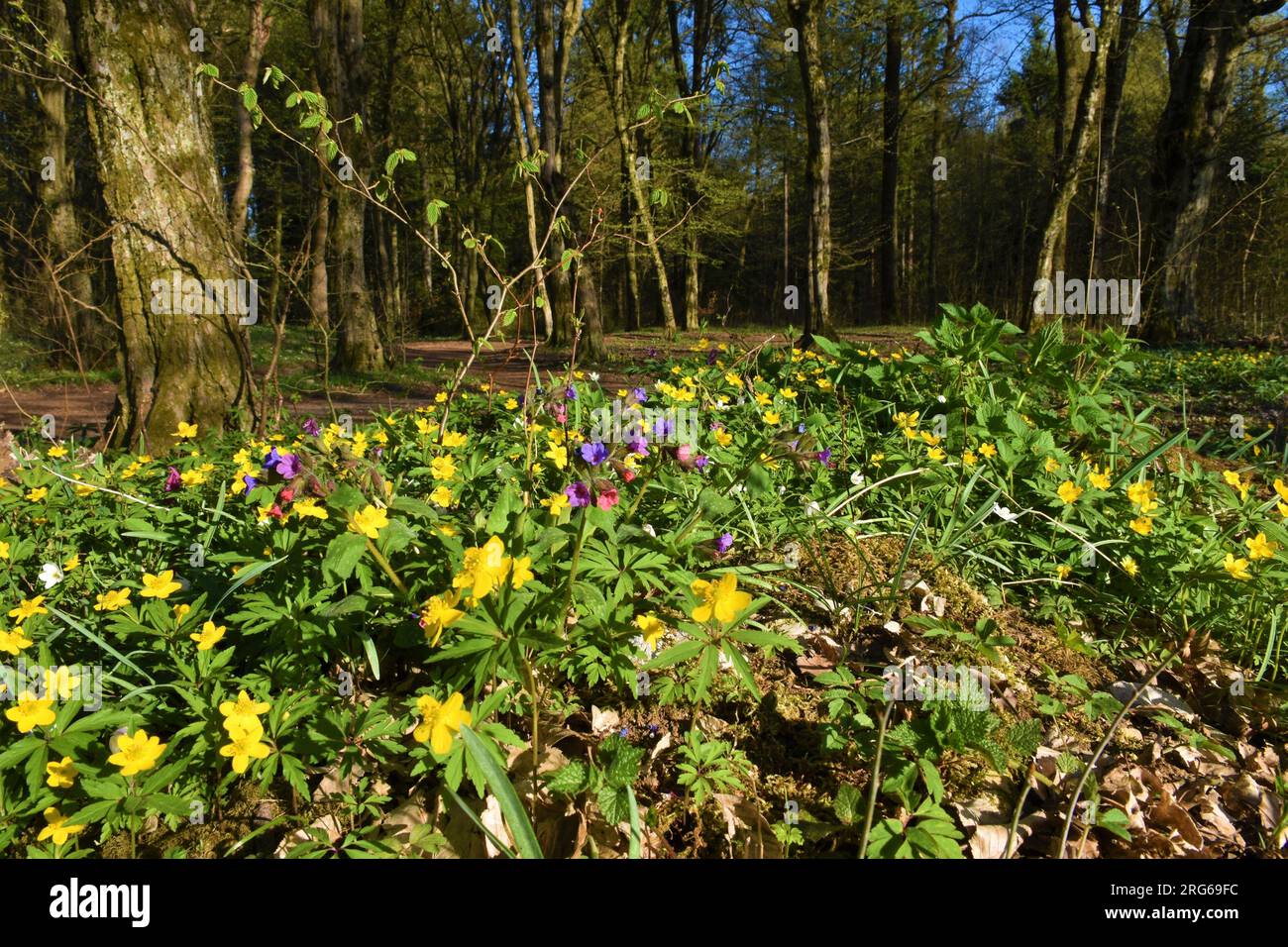 Common lungwort (Pulmonaria officinalis) and yellow anemone (Anemonoides ranunculoides) spring flowers Stock Photo