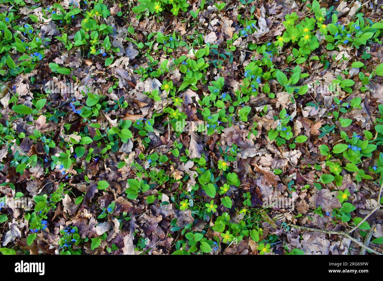 Spring flowers creeping navelwort (Omphalodes verna) and Hacquetia epipactis covering the forest ground Stock Photo