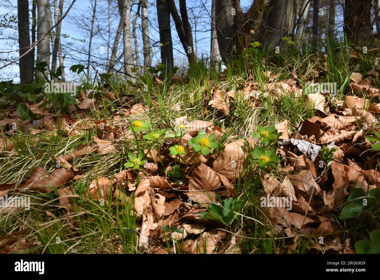 Green and yellow Hacquetia epipactis flowers and a common beech forest Stock Photo