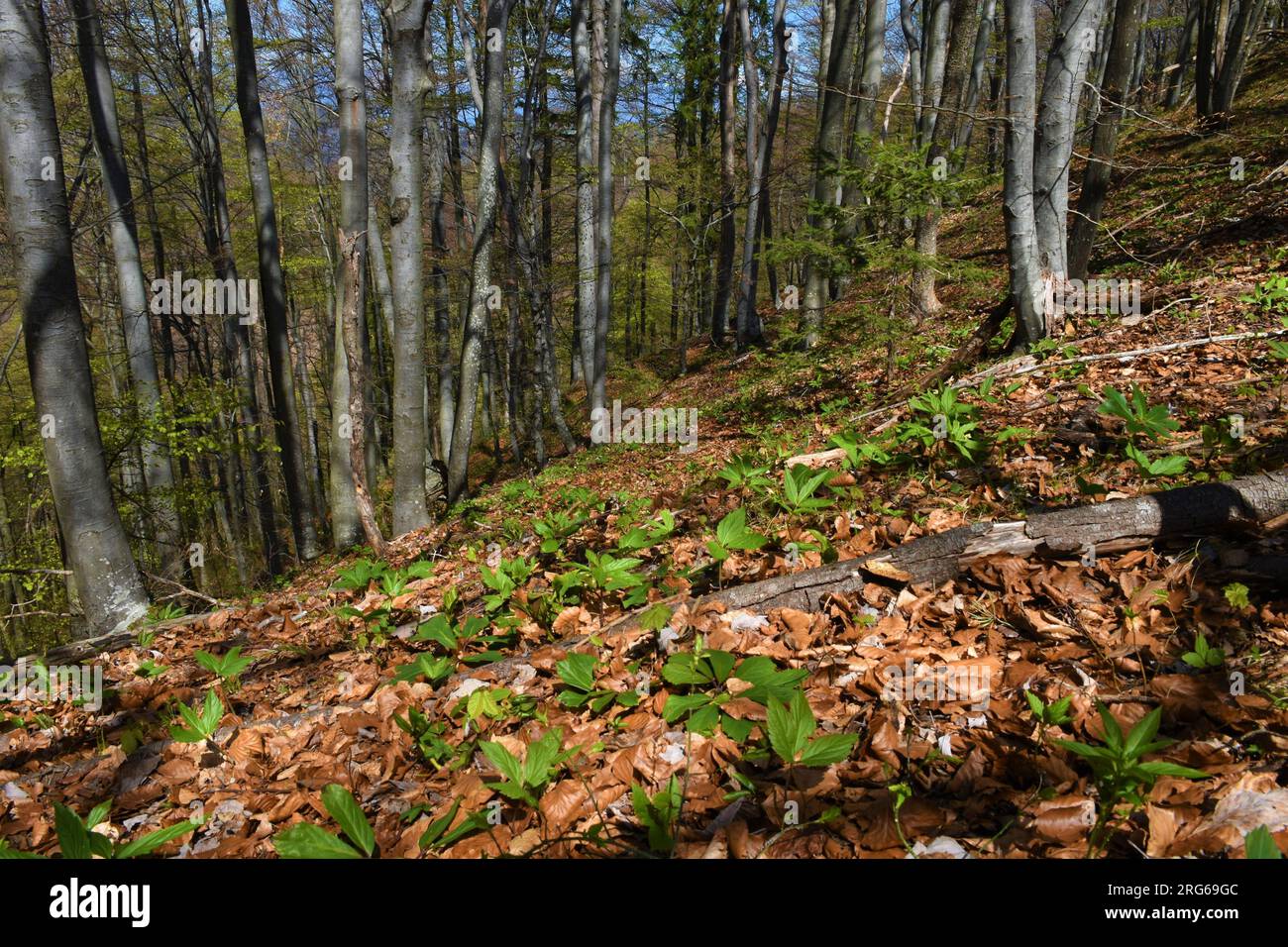 Temperate, deciduous broadleaf common beech forest with spring vegetation with Cardamine enneaphyllos covering the ground Stock Photo