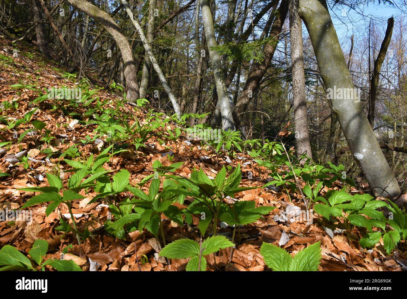 Temperate, deciduous broadleaf common beech forest with spring vegetation with Cardamine enneaphyllos covering the ground Stock Photo