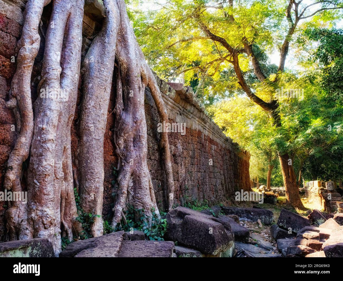 Nature's reclamation: Giant tree roots reclaim Khmer ruins, creating a