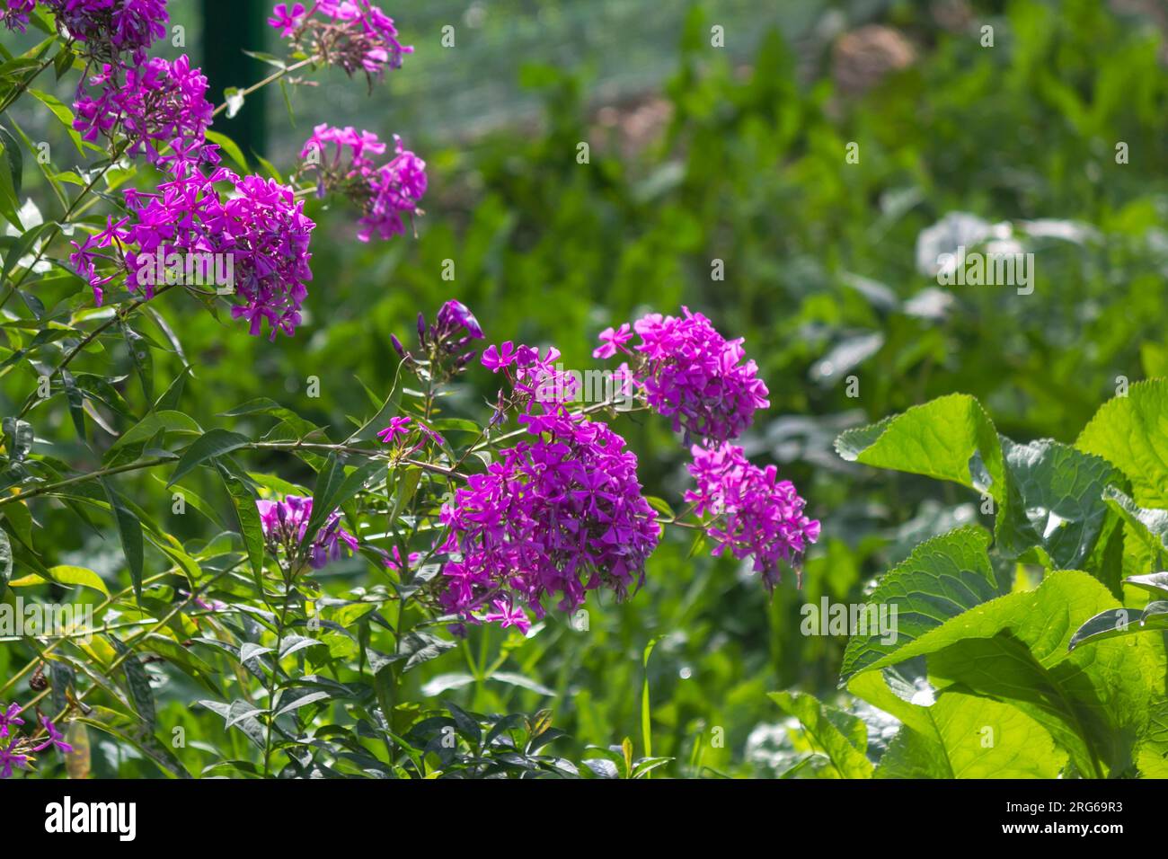 Crimson moss phlox, Phlox subulata, Holly blooms in the garden in August Stock Photo