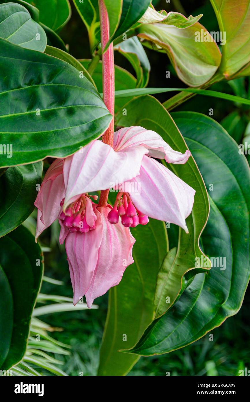Penglipuran Village, Bangli Regency, Bali, Indonesia. Medinilla magnifica has earned the Royal Horticultural Society’s Award of Garden Merit. Stock Photo