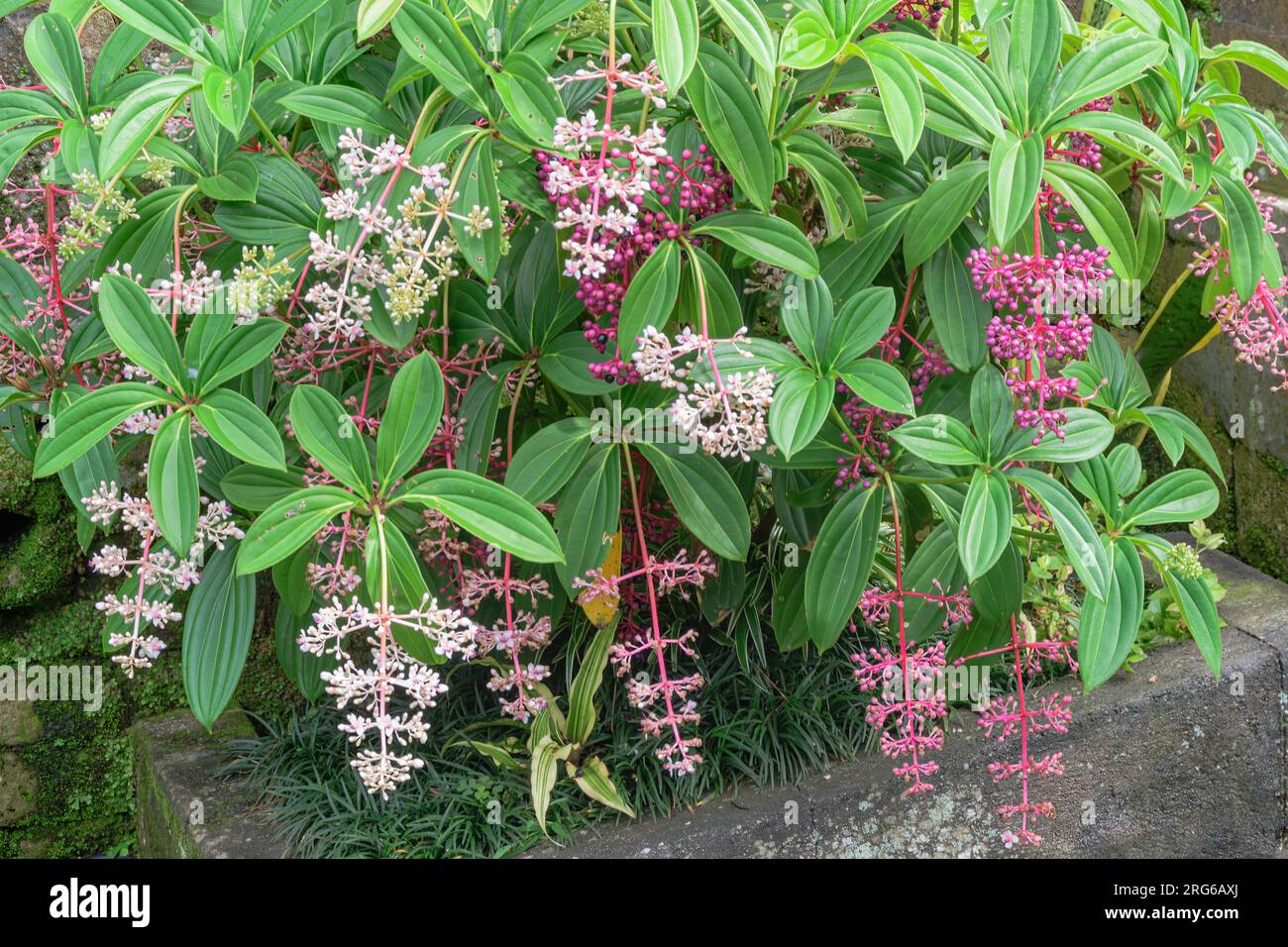 Formosan Medinilla, Medinilla formosana. Penglipuran Village, Bangli Regency, Bali, Indonesia. Stock Photo