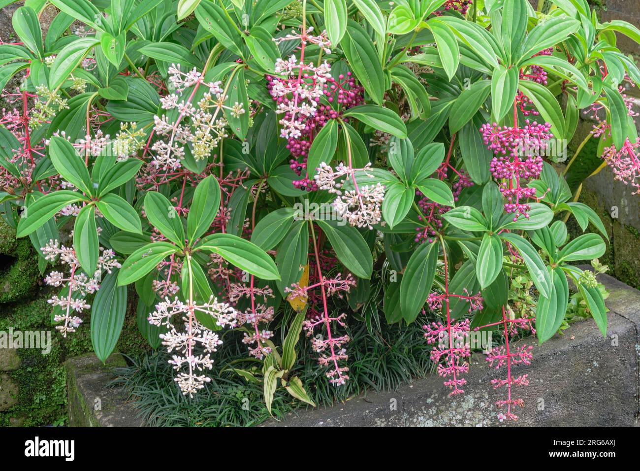 Magnificent Medinilla, Medinilla magnifica. The flowers grow in panicles up to 50 cm long, with ovid pink bracts. Penglipuran Village, Bangli Regency, Stock Photo