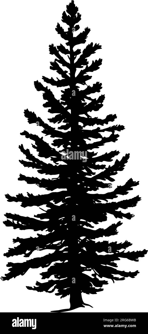Douglas Fir tree silhouette. Vector illustration Stock Vector