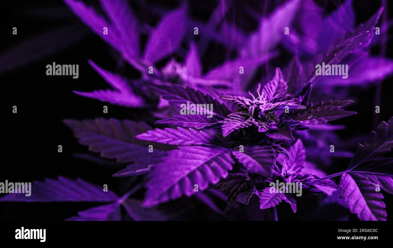 Macro cannabis plant bush, violet smoke cloud. Organic grow, neon colorful  light Stock Photo - Alamy, image size:1300x821