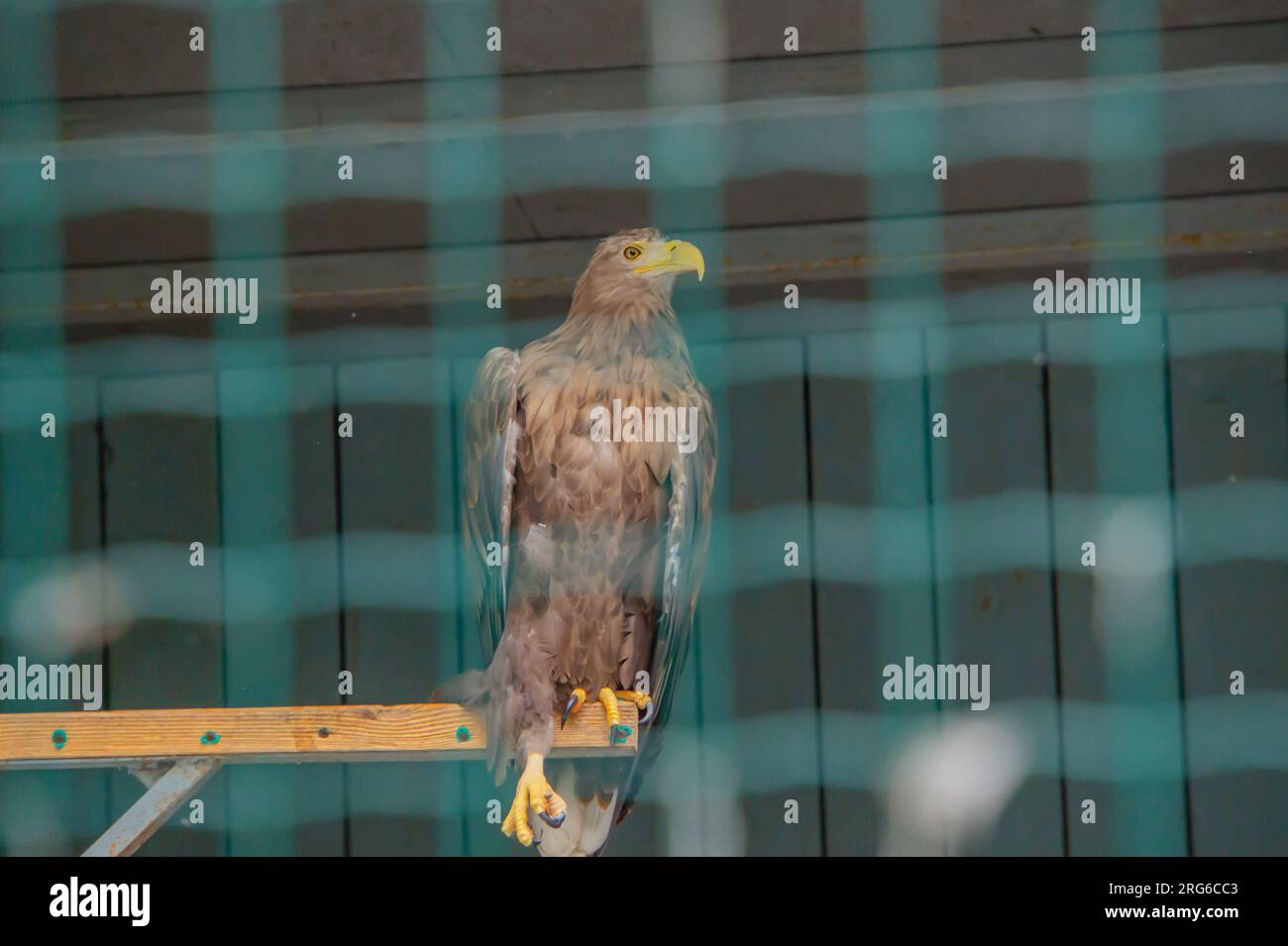 Eagles A genus of birds of prey in the hawk family. Bald eagle
