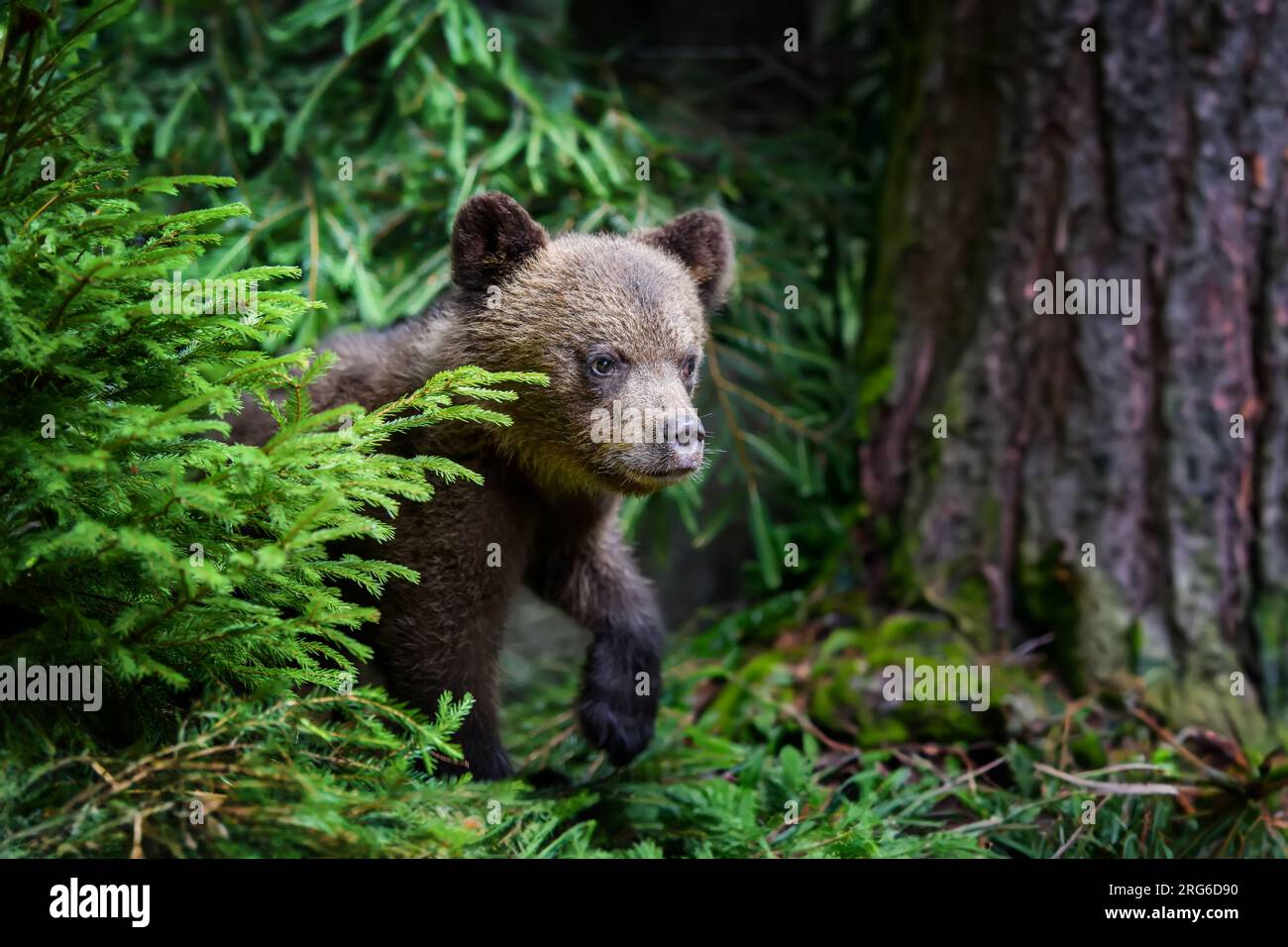 Young brown bear cub in the forest with pine branch. Wild animal in the ...