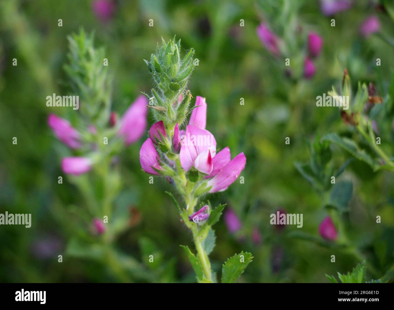 In the wild, Ononis arvensis blooms in the meadow Stock Photo