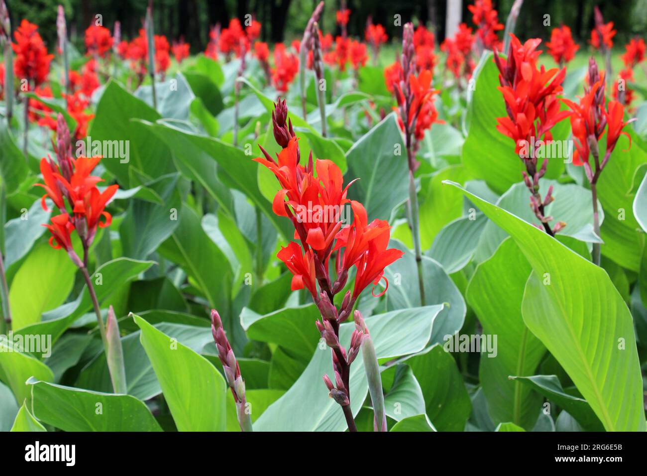In summer, red cannas bloom in the flowerbed Stock Photo