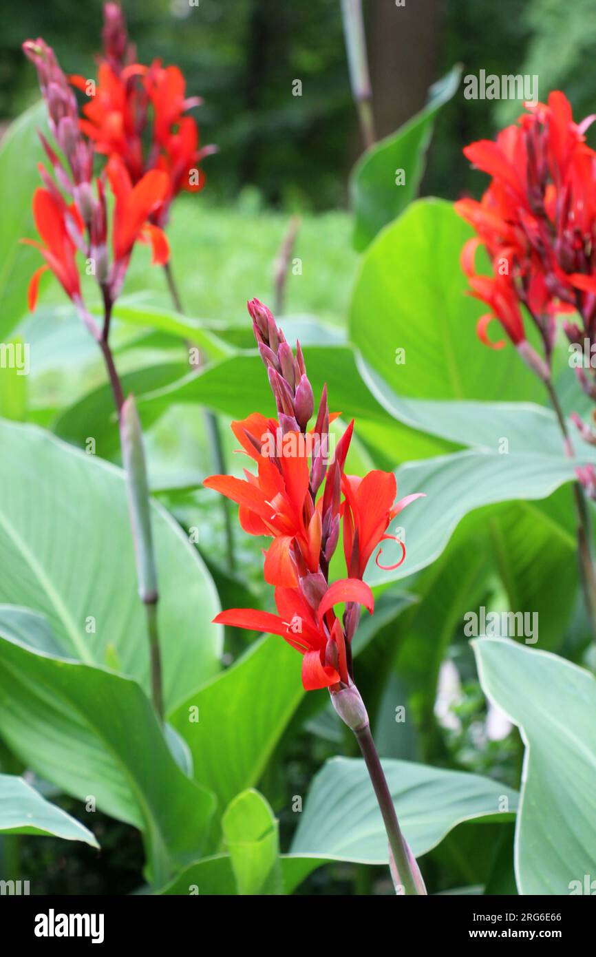 In summer, red cannas bloom in the flowerbed Stock Photo