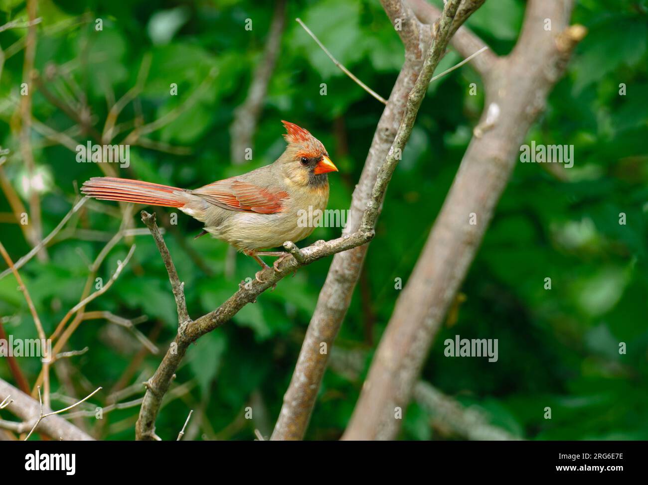 Northern cardinal is a popular bird in northern New Jersey Stock Photo