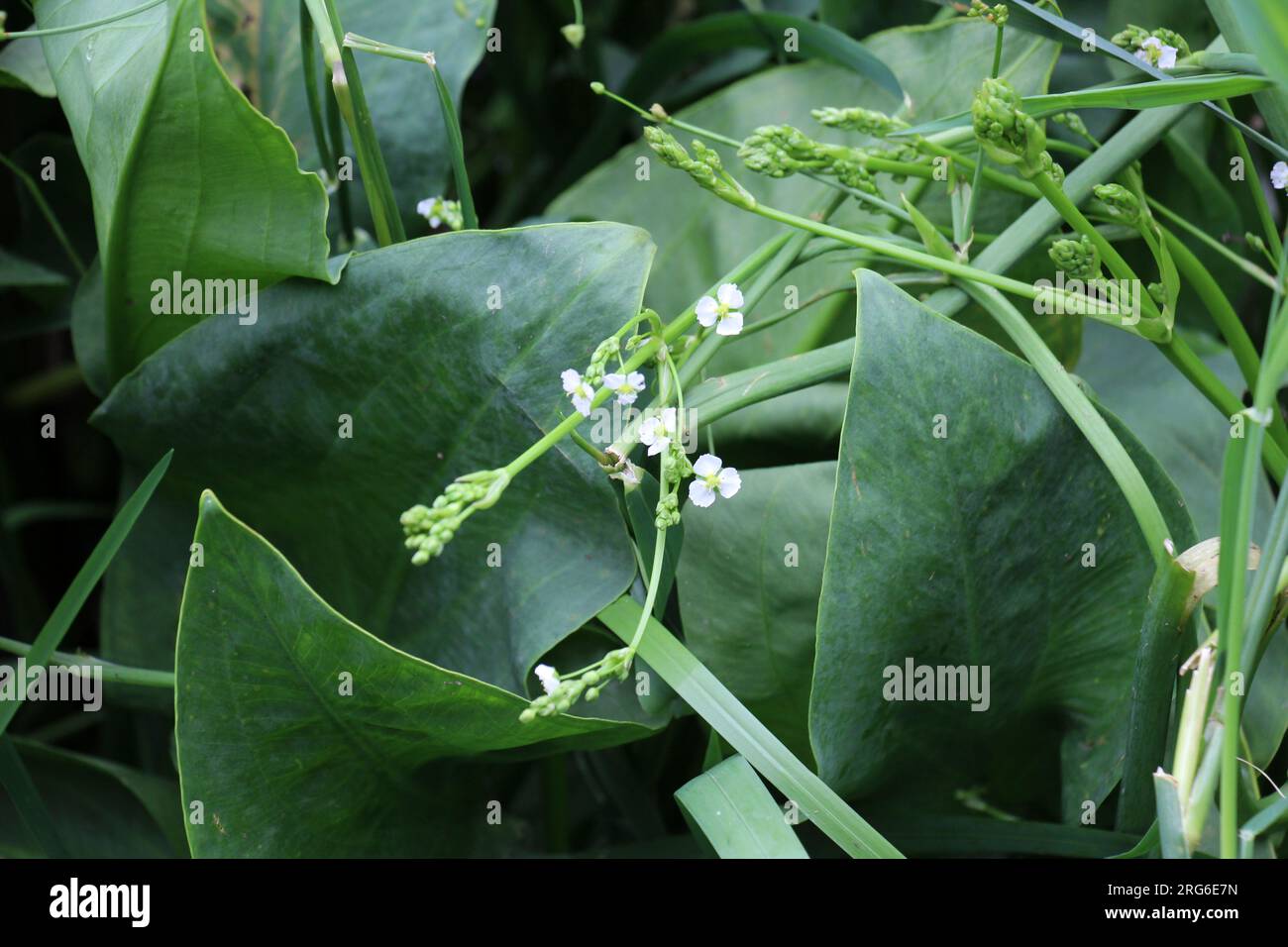 Alisma plantago-aquatica grows in the shallow water of the river bank Stock Photo