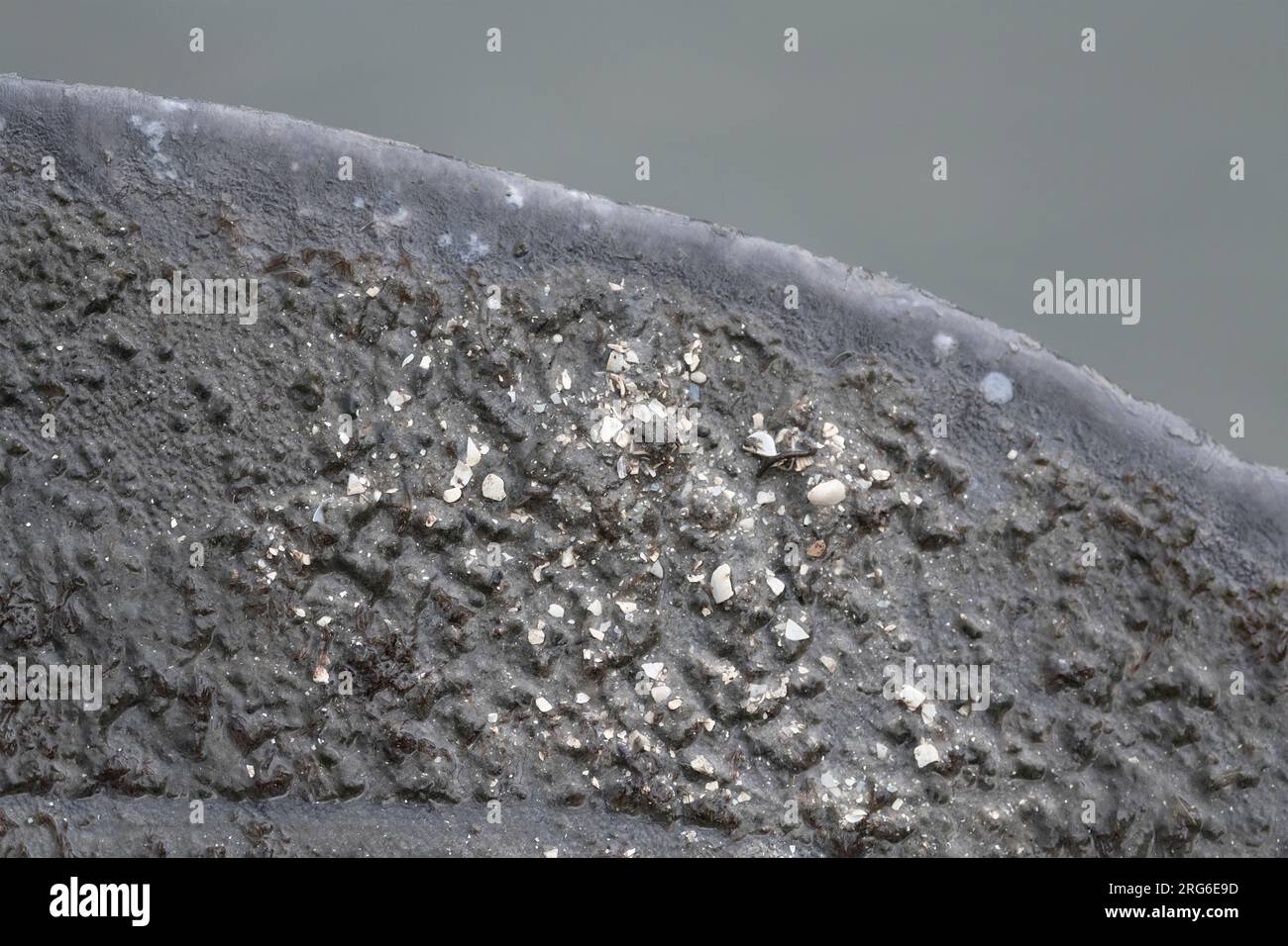 Florida manatee fluke (Trichechus manatus latirostris). Merritt Island
