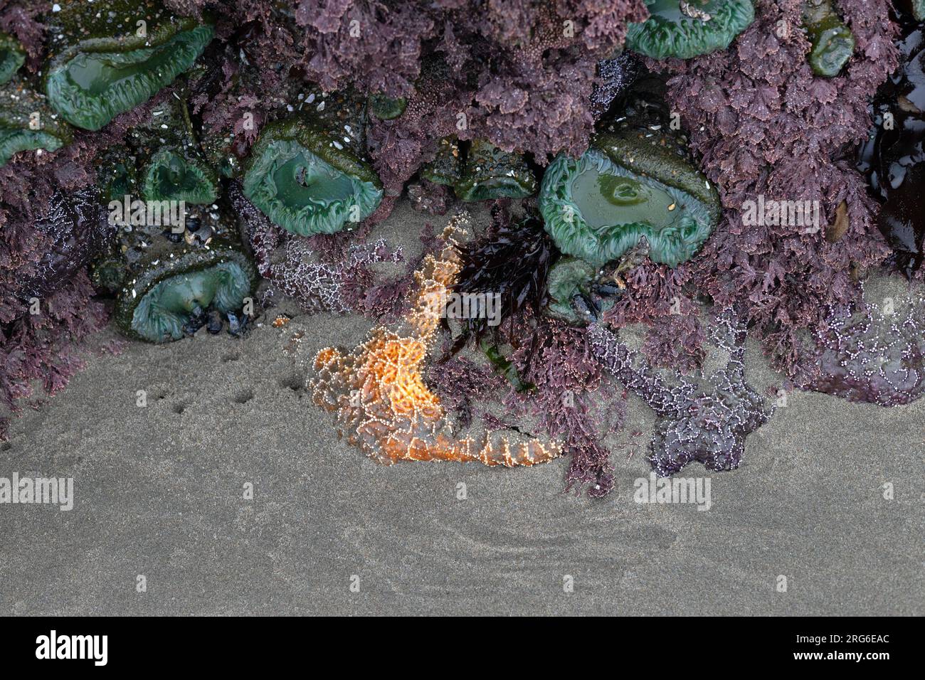 Anemones and other sea life clinging to a sea stack rock revealed during an ultra low tide in Bandon, Oregon. Stock Photo