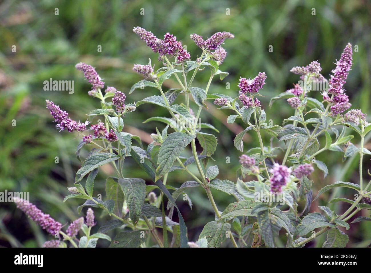In the summer, long-leaved mint (Mentha longifolia) grows in the wild Stock Photo