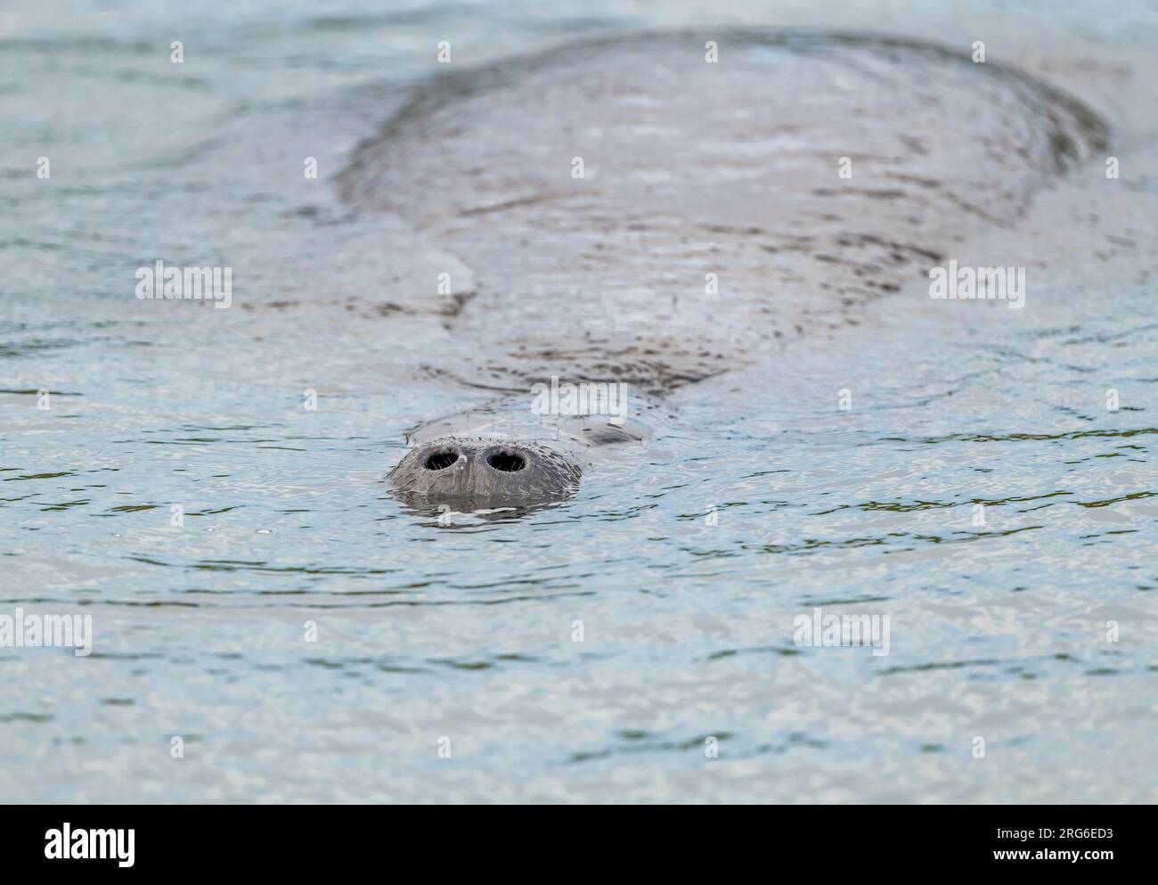 Florida manatee nostrils (Trichechus manatus latirostris). Merritt