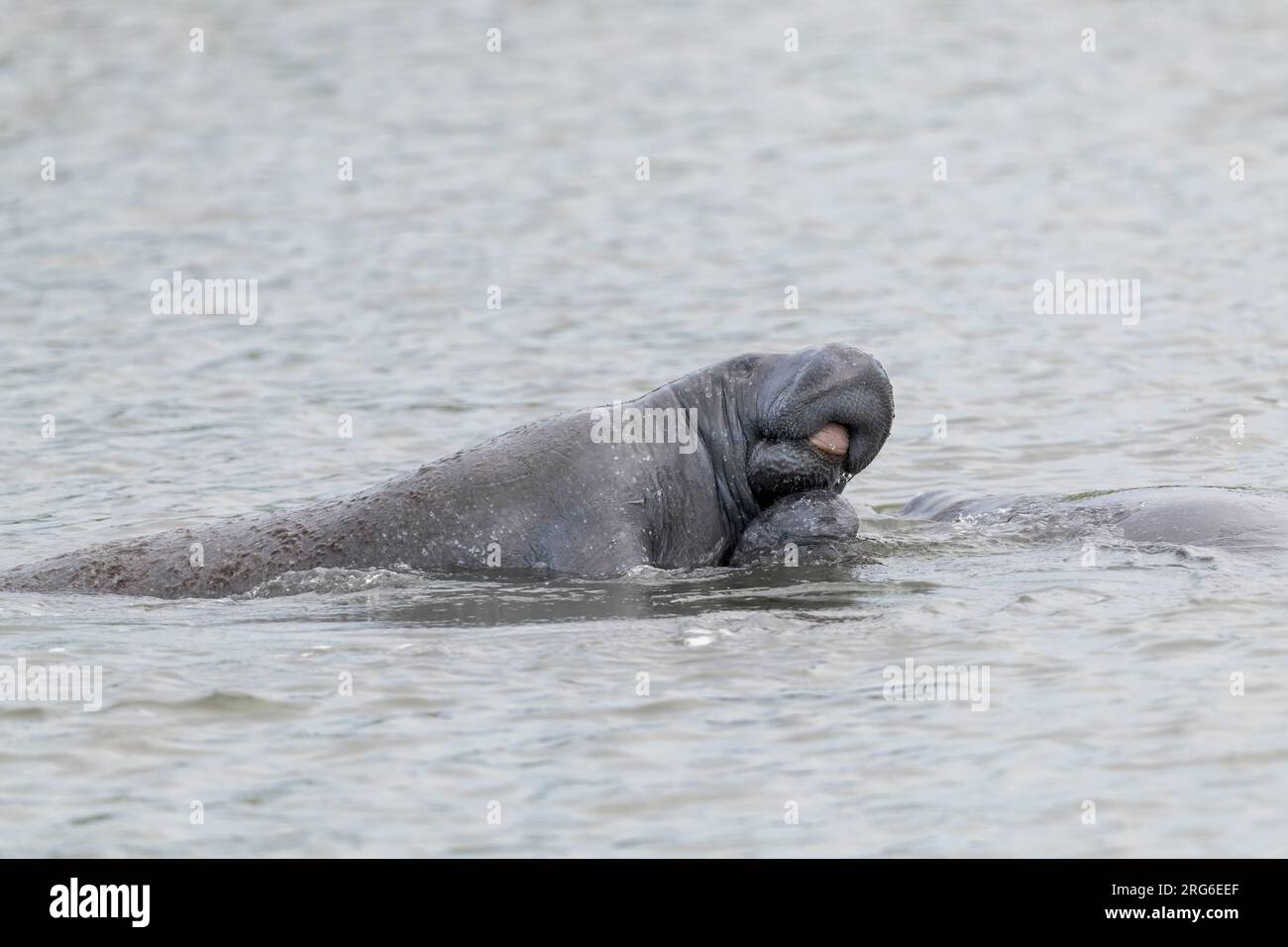 Florida manatee (Trichechus manatus latirostris), courtship behavior