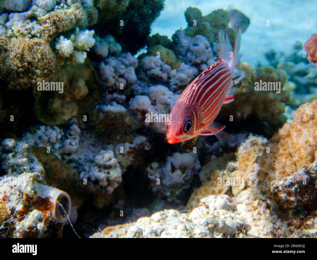 Crowned red squirrelfish - (Sargocentron diadema) Stock Photo