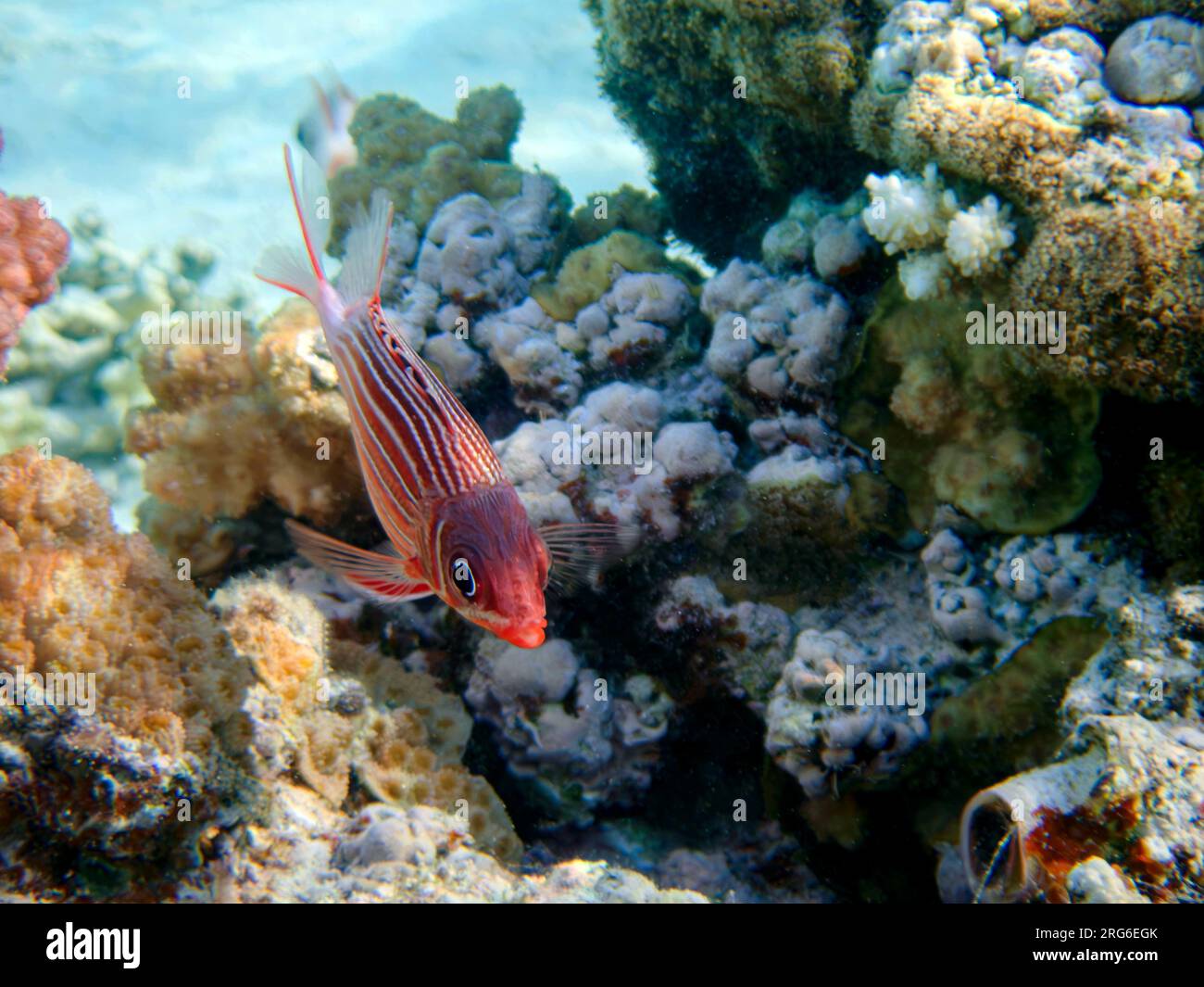 Crowned red squirrelfish - (Sargocentron diadema) Stock Photo