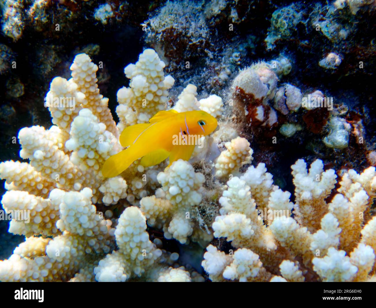 Citron coral goby fish - (Gobiodon citrinus Stock Photo - Alamy