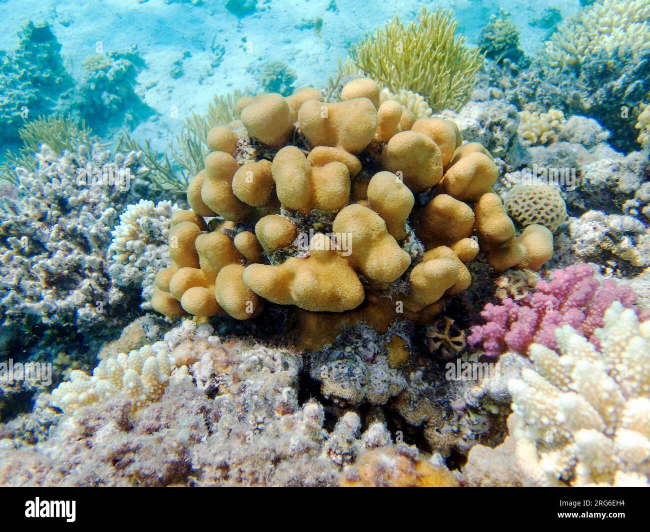 Porites cylindrica, yellow sps coral underwater into the sea Stock Photo