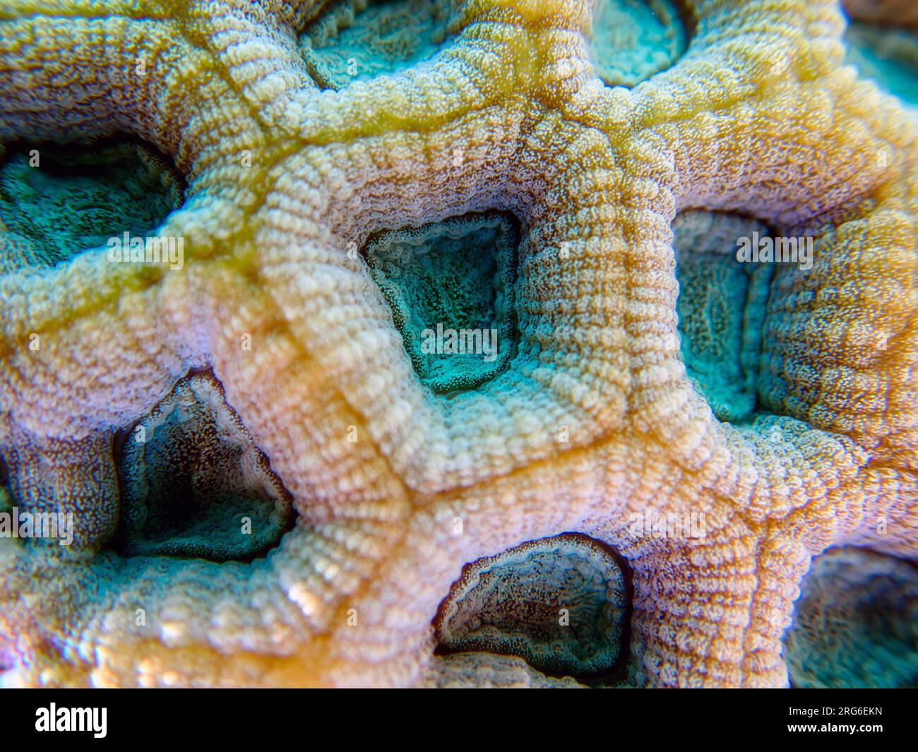 Knob LPS coral - (Favites rotundata), undersea macro photography Stock Photo