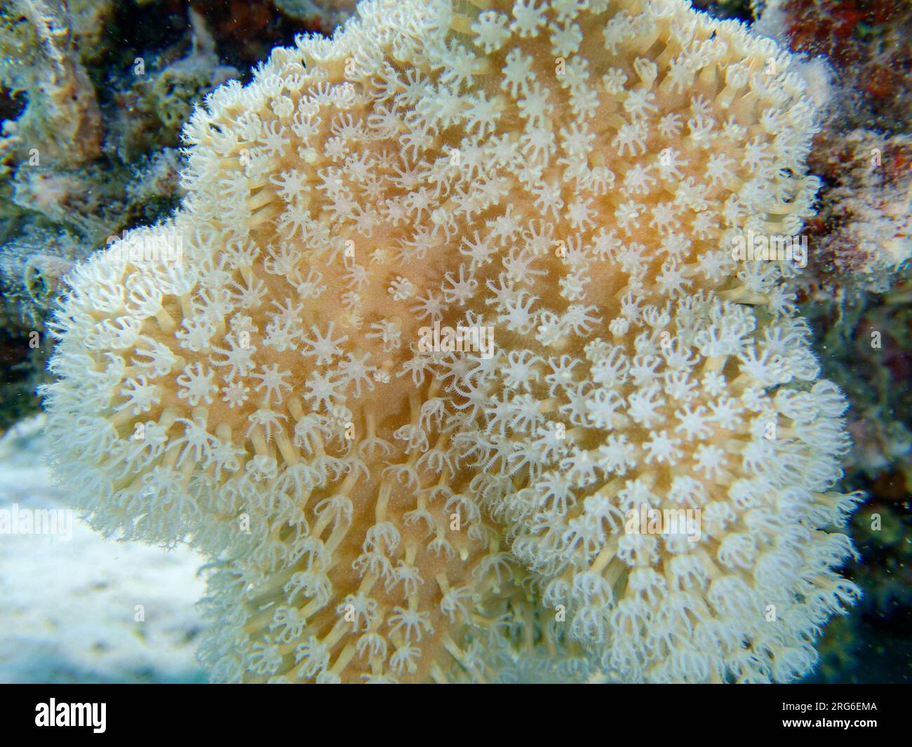 Sarcophyton is a genus of corals in the family Alcyoniidae that are commonly kept in reef aquaria Stock Photo