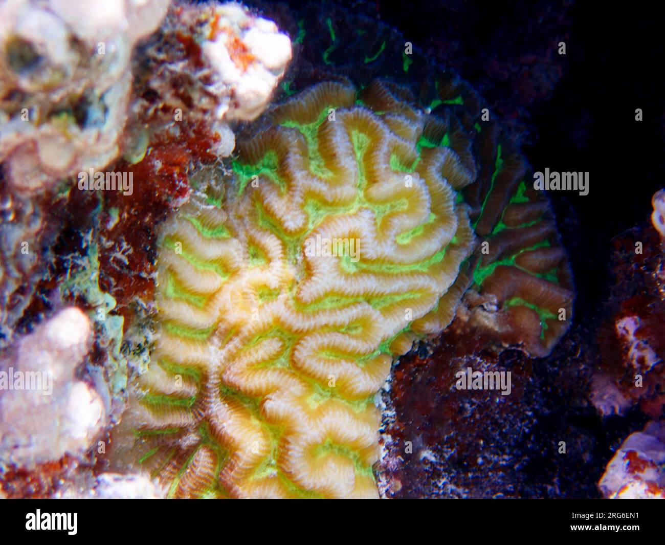 Colpophyllia natans - (Boulder Brain Coral), undersea macro photography Stock Photo