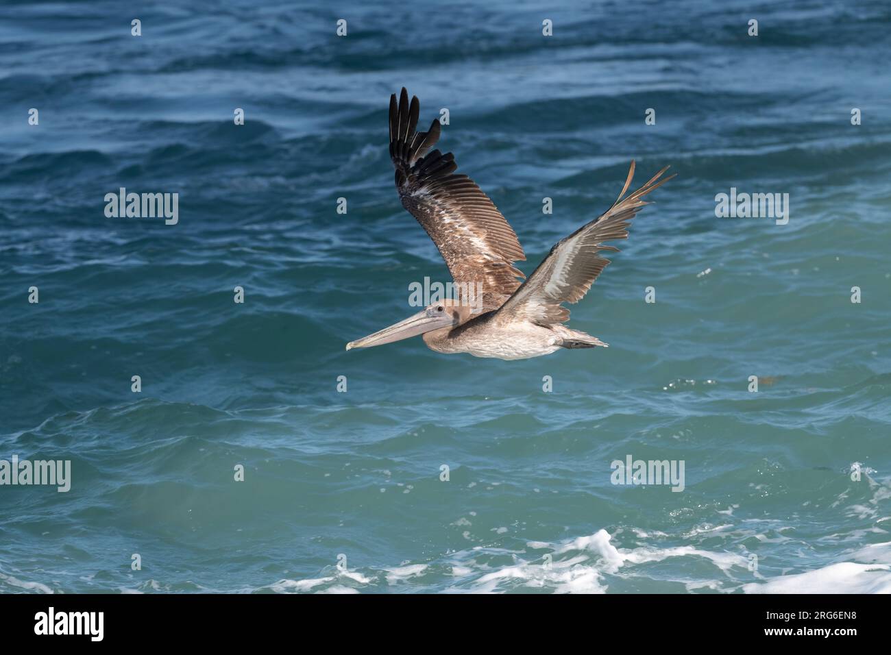 Brown Pelican  (Pelecanus occidentalis), immature, flying over Atlantic ocean, Florida, USA, by Dominique Braud/Dembinsky Photo Assoc Stock Photo