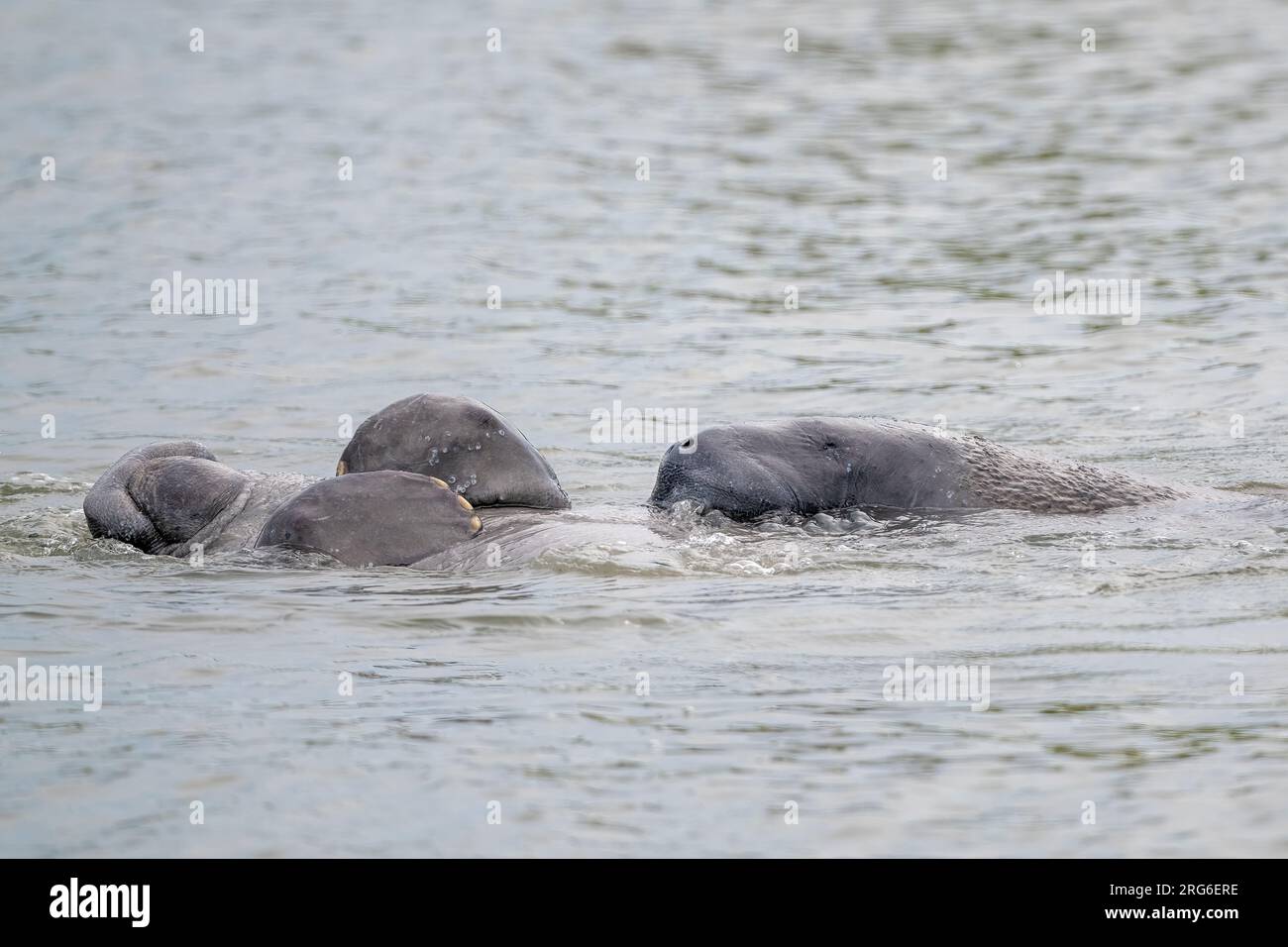 Florida manatee (Trichechus manatus latirostris), male courtship