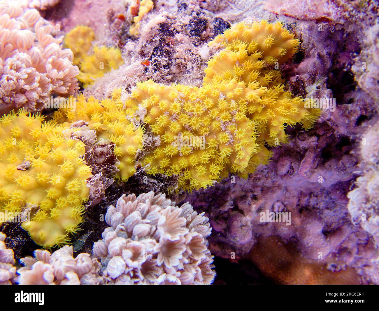 Yellow scroll coral Turbinaria reniformis Stock Photo Alamy