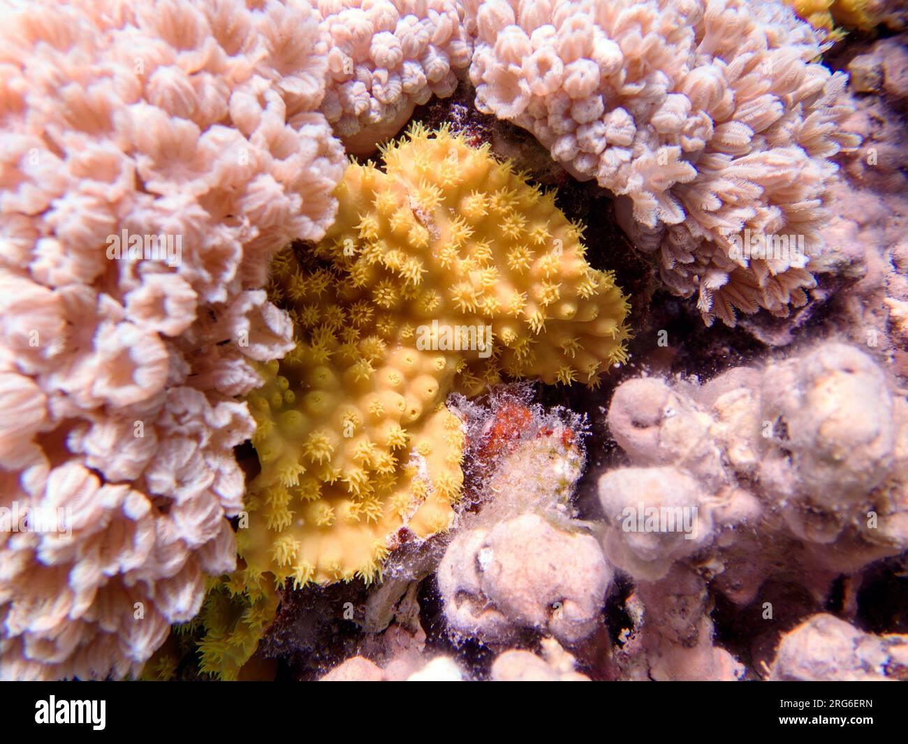 Yellow scroll coral Turbinaria reniformis Stock Photo Alamy