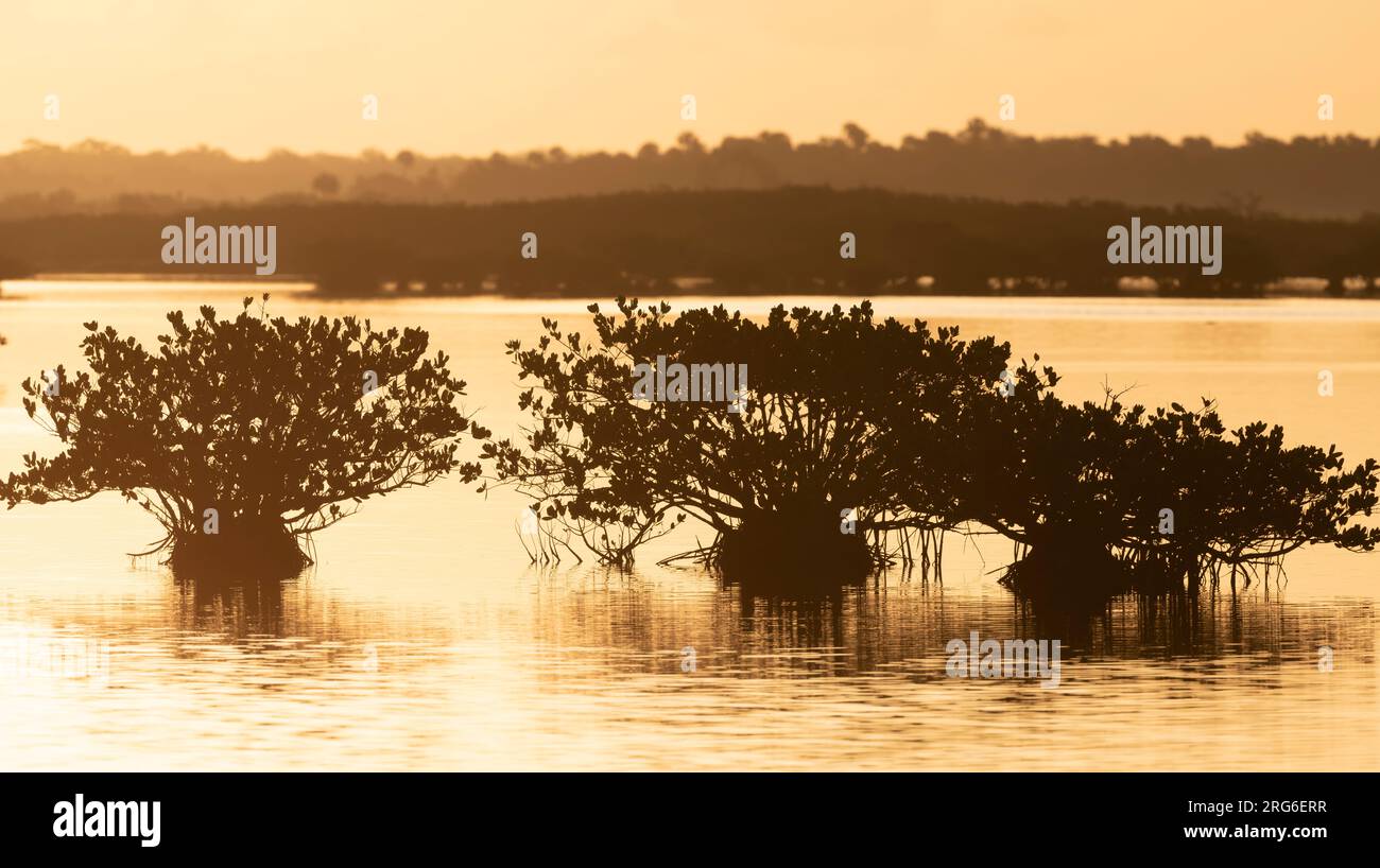 Red Mangroves (Rhizophora mangle) Merritt Island National wildlife Refuge, Florida, USA, by Dominique Braud/Dembinsky Photo Assoc Stock Photo