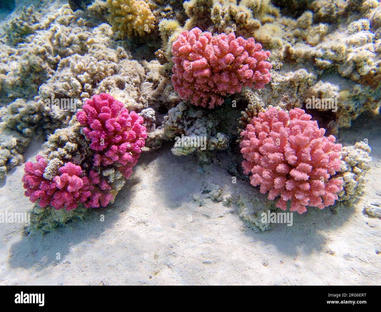 Pink cauliflower coral - Pocillopora sp. Stock Photo