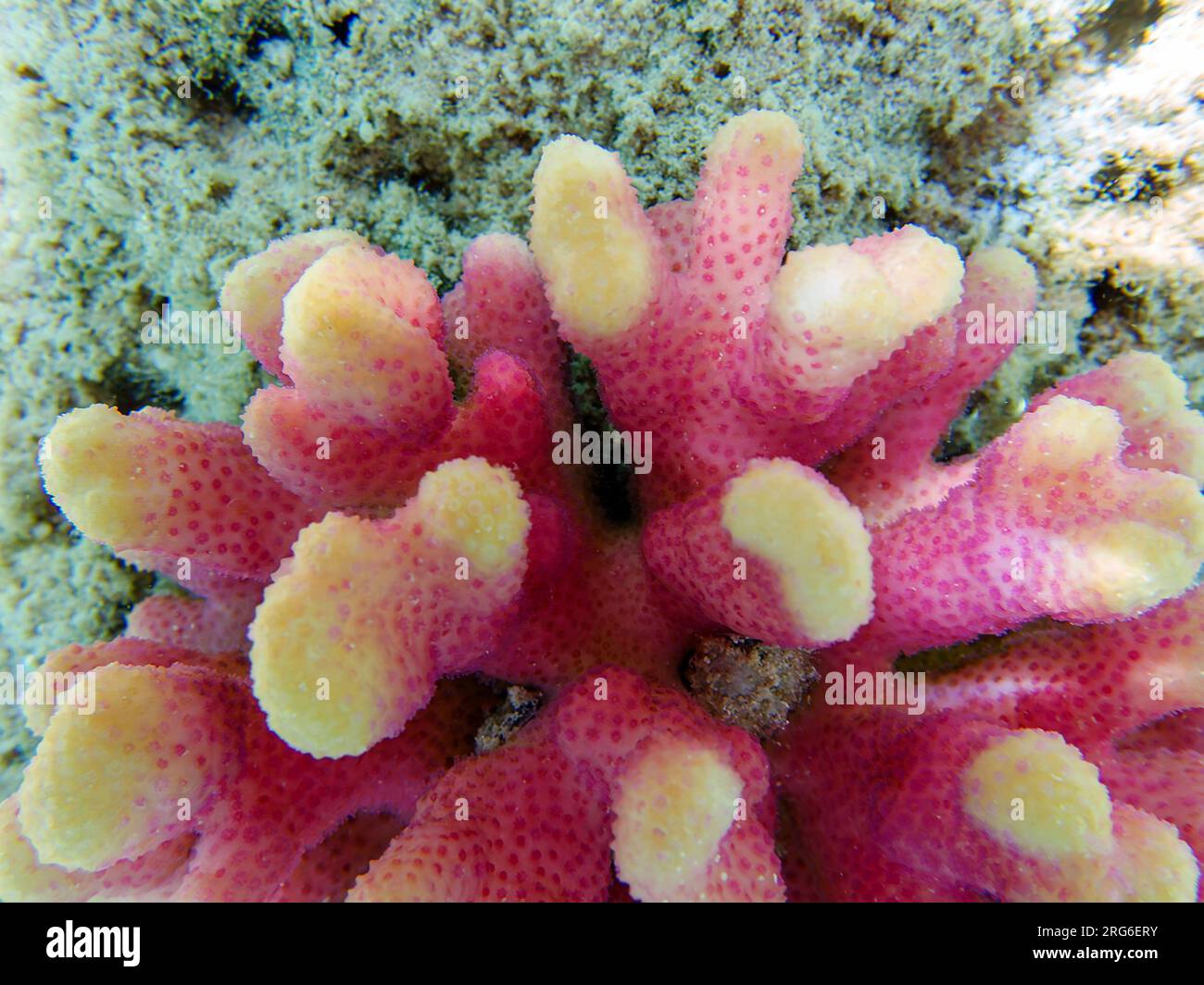 Pink cauliflower coral - Pocillopora sp. Stock Photo