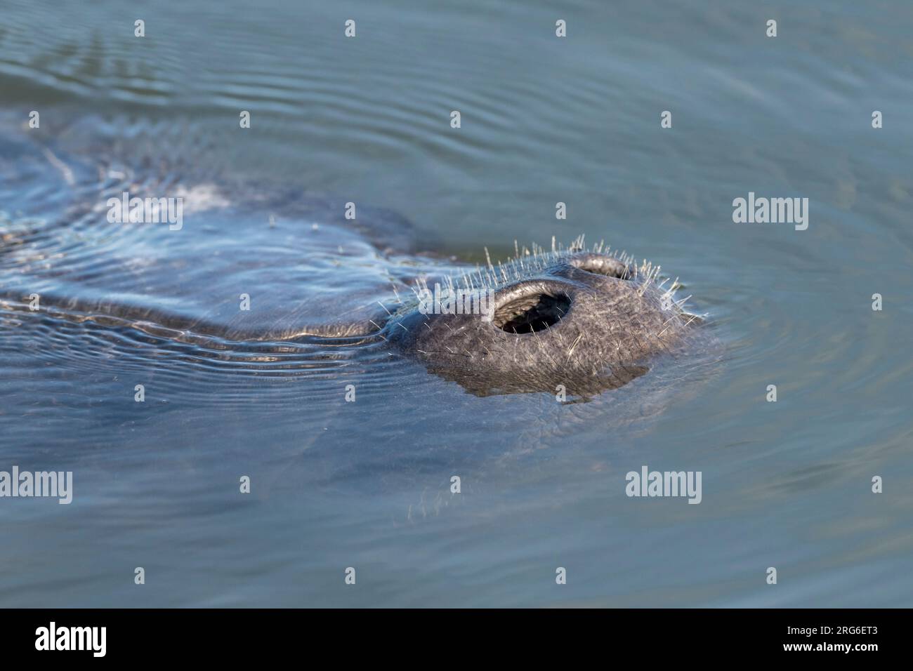 Florida manatee snout (Trichechus manatus latirostris), Merritt Island