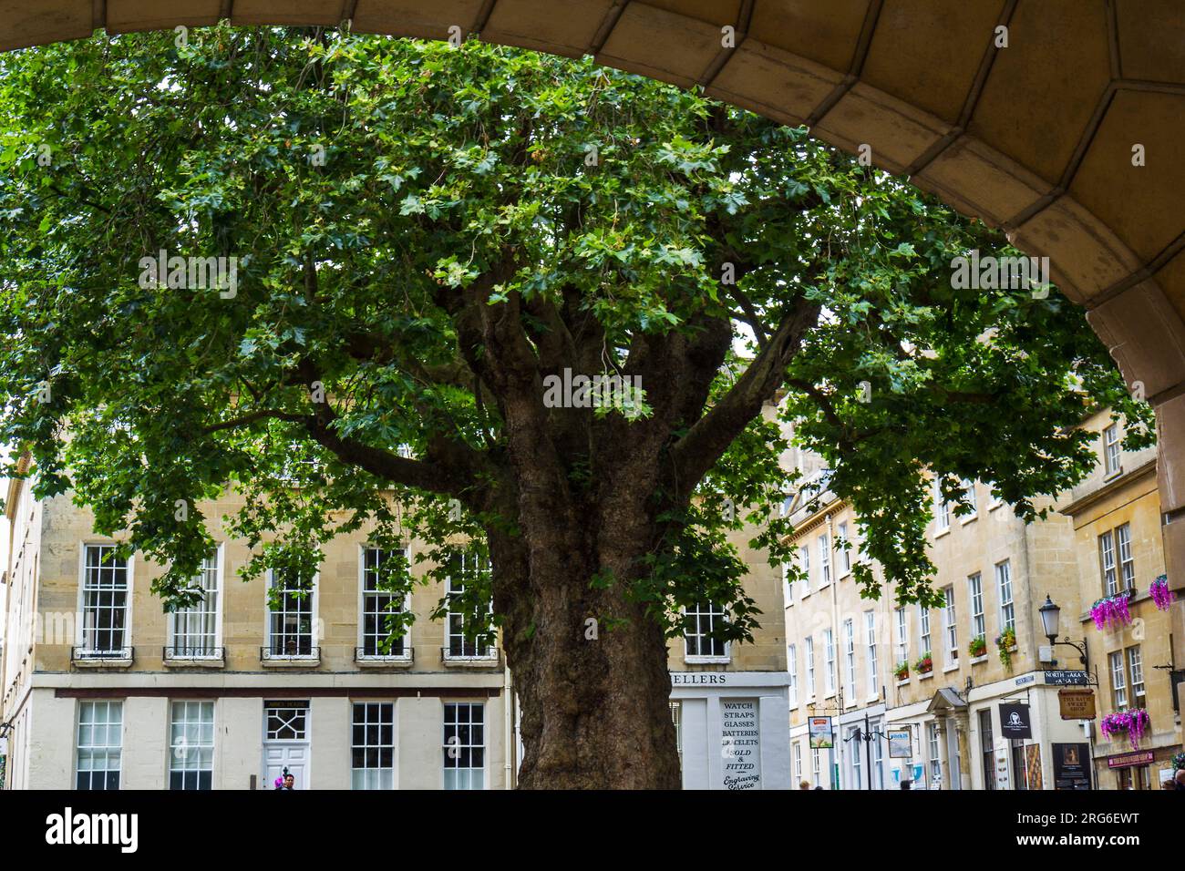 The giant plane tree, Bath, England, UK Stock Photo